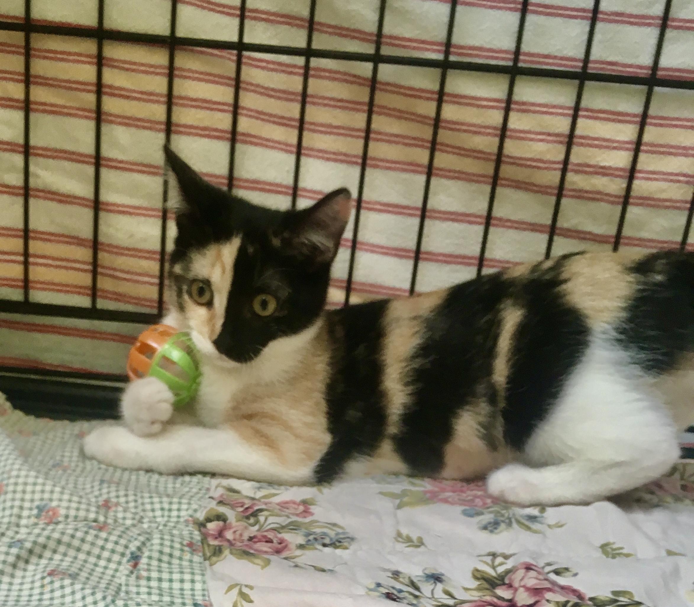 Enlarge Gypsy, a Adopted Calico in Leicester, NC image 2/4