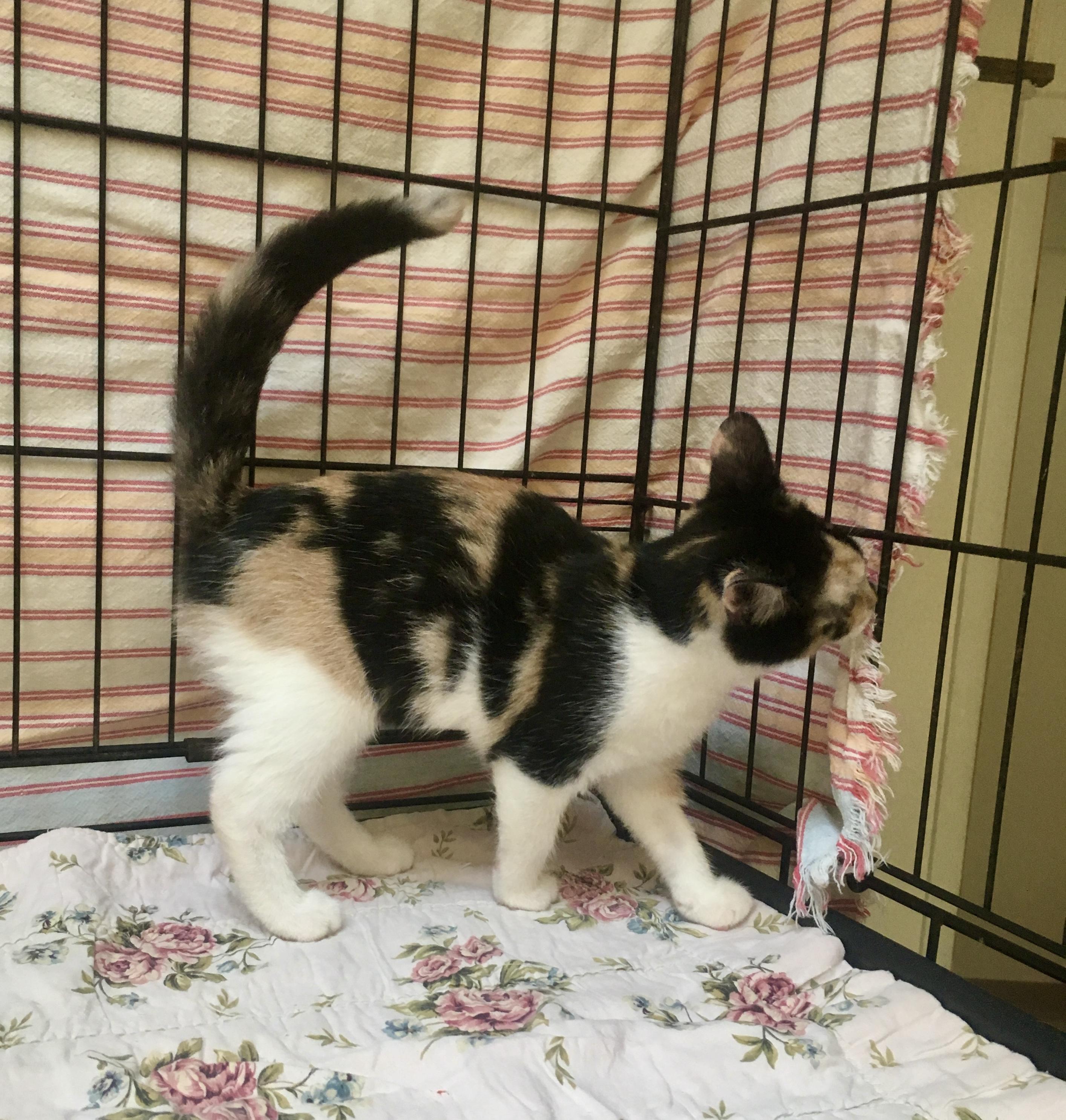 Enlarge Gypsy, a Adopted Calico in Leicester, NC image 3/4