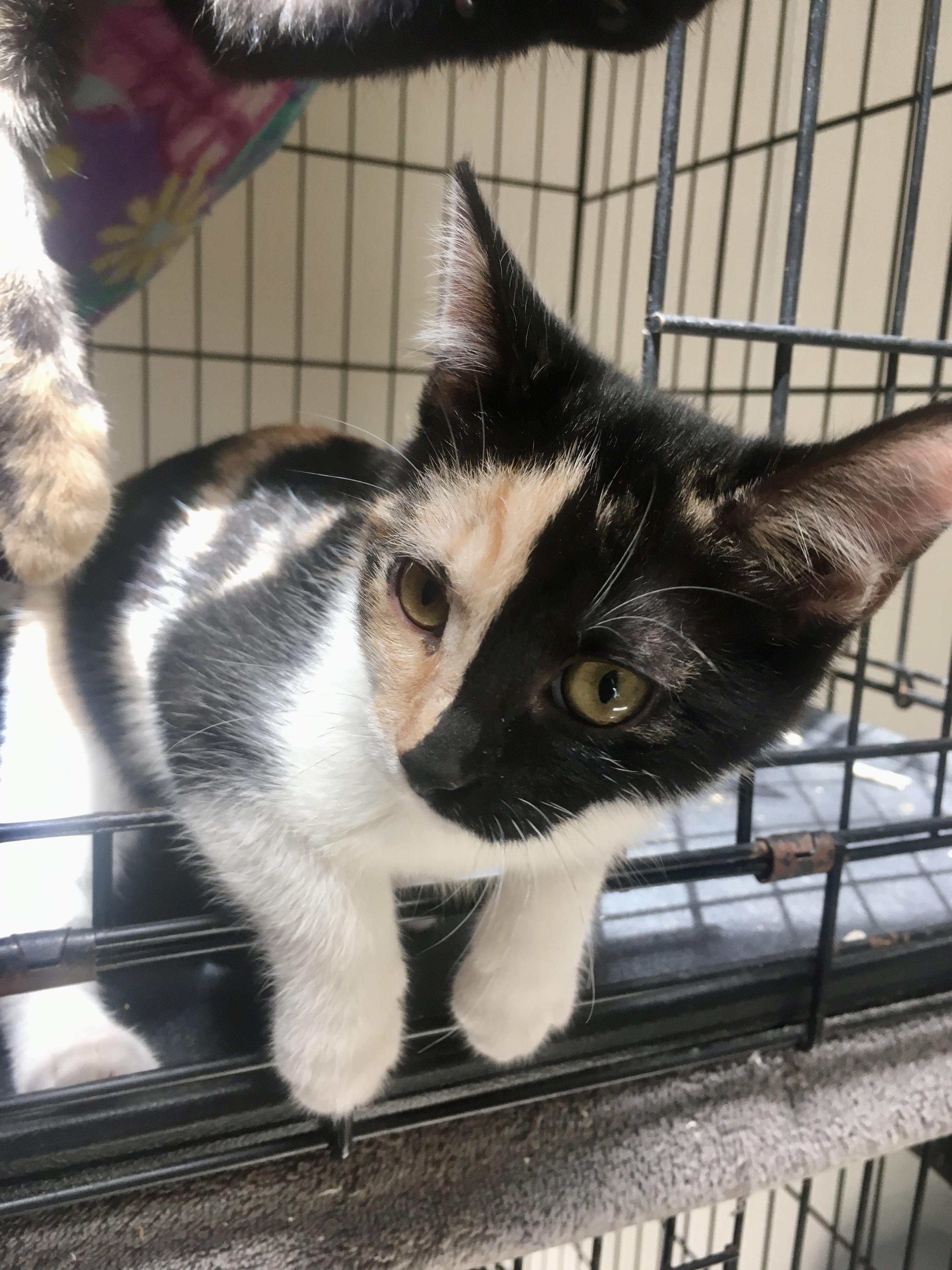 Gypsy, Adopted, Young Female Calico.