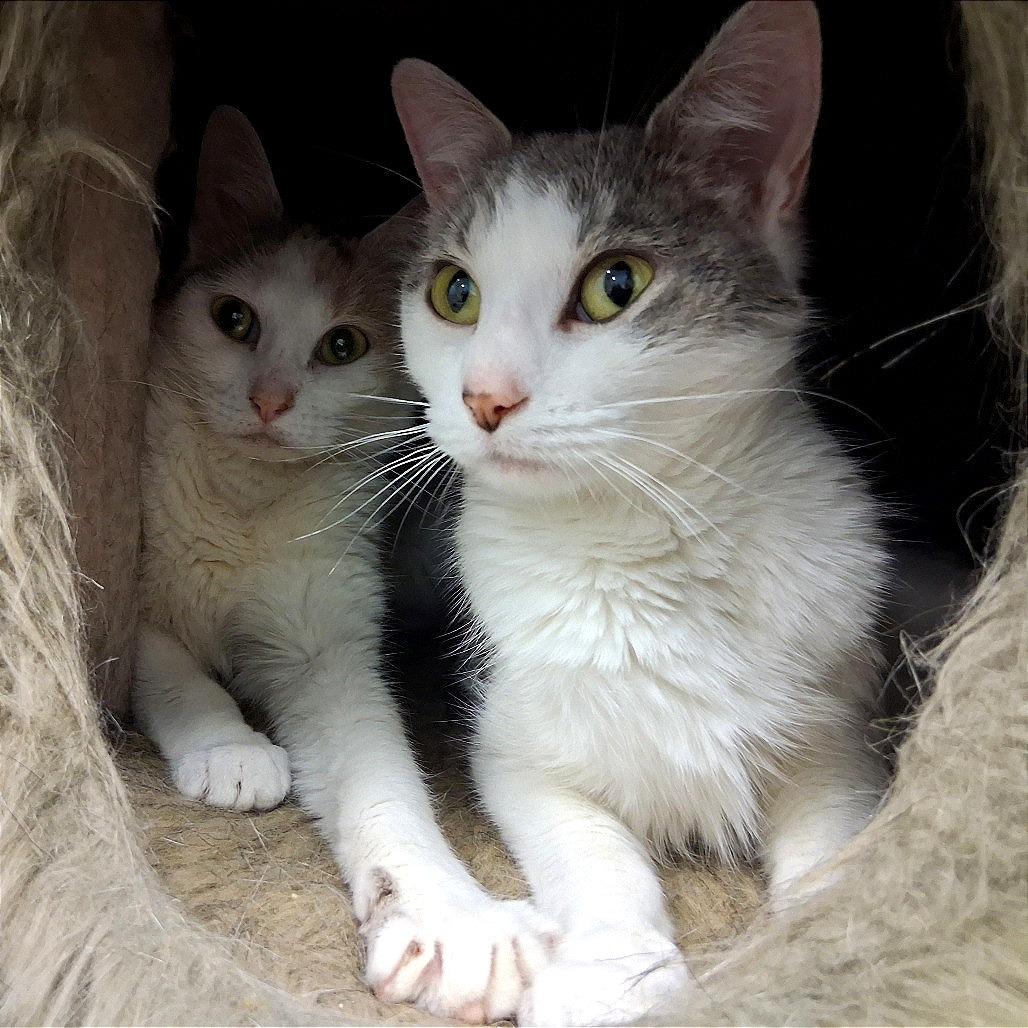 Zoey, a Adoptable Domestic Short Hair in Middlebury, VT image 1/6