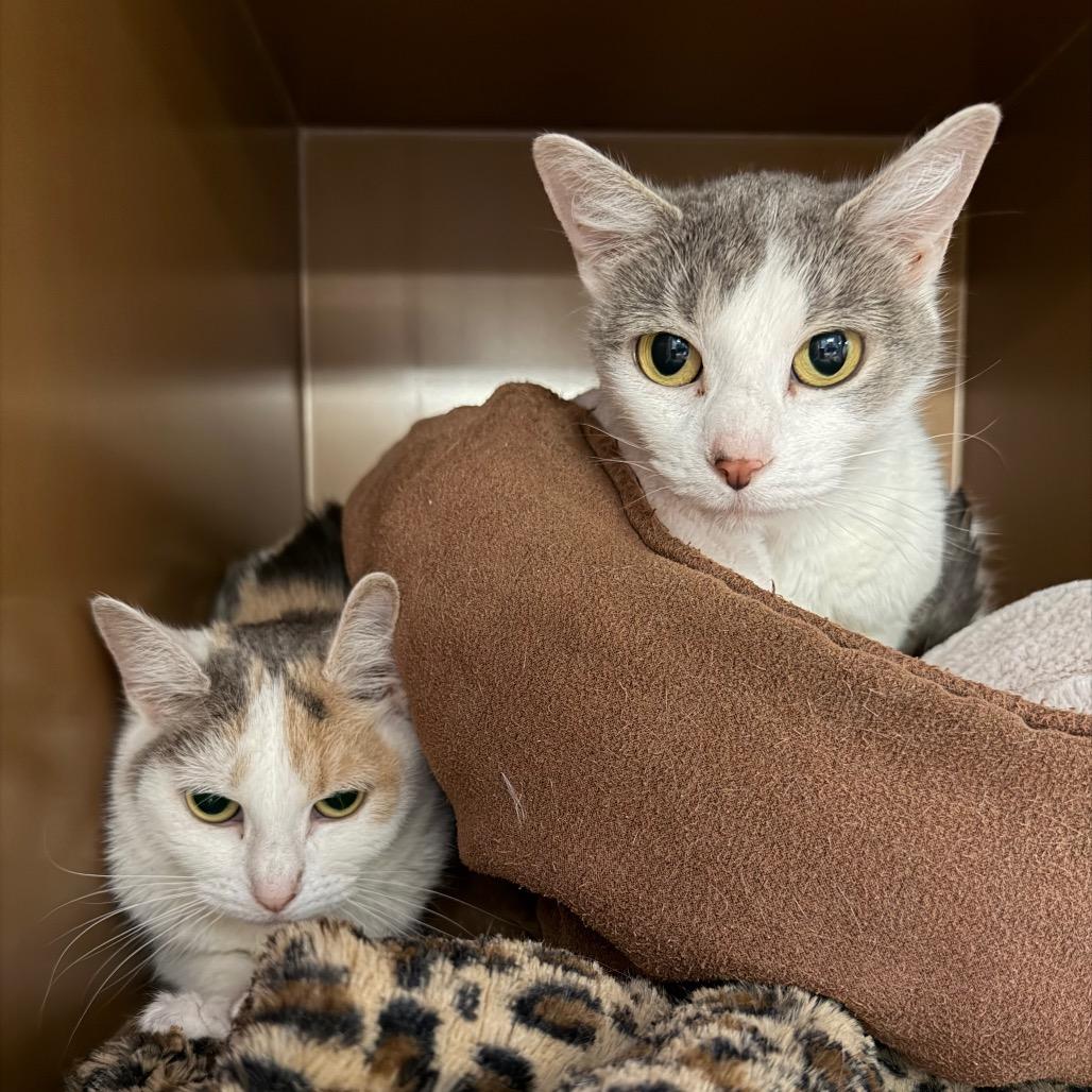 Zoey, a Adoptable Domestic Short Hair in Middlebury, VT image 2/6