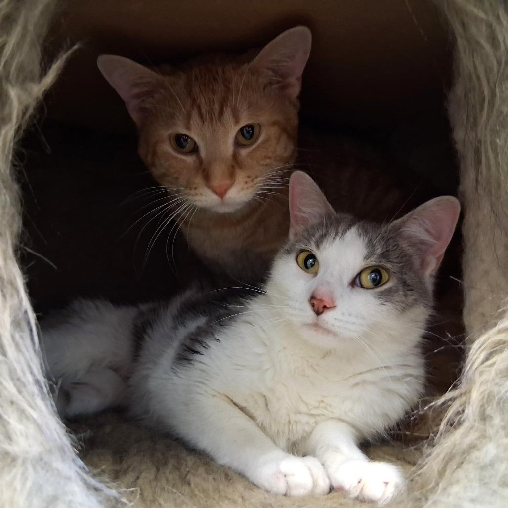 Zoey, a Adoptable Domestic Short Hair in Middlebury, VT image 3/6