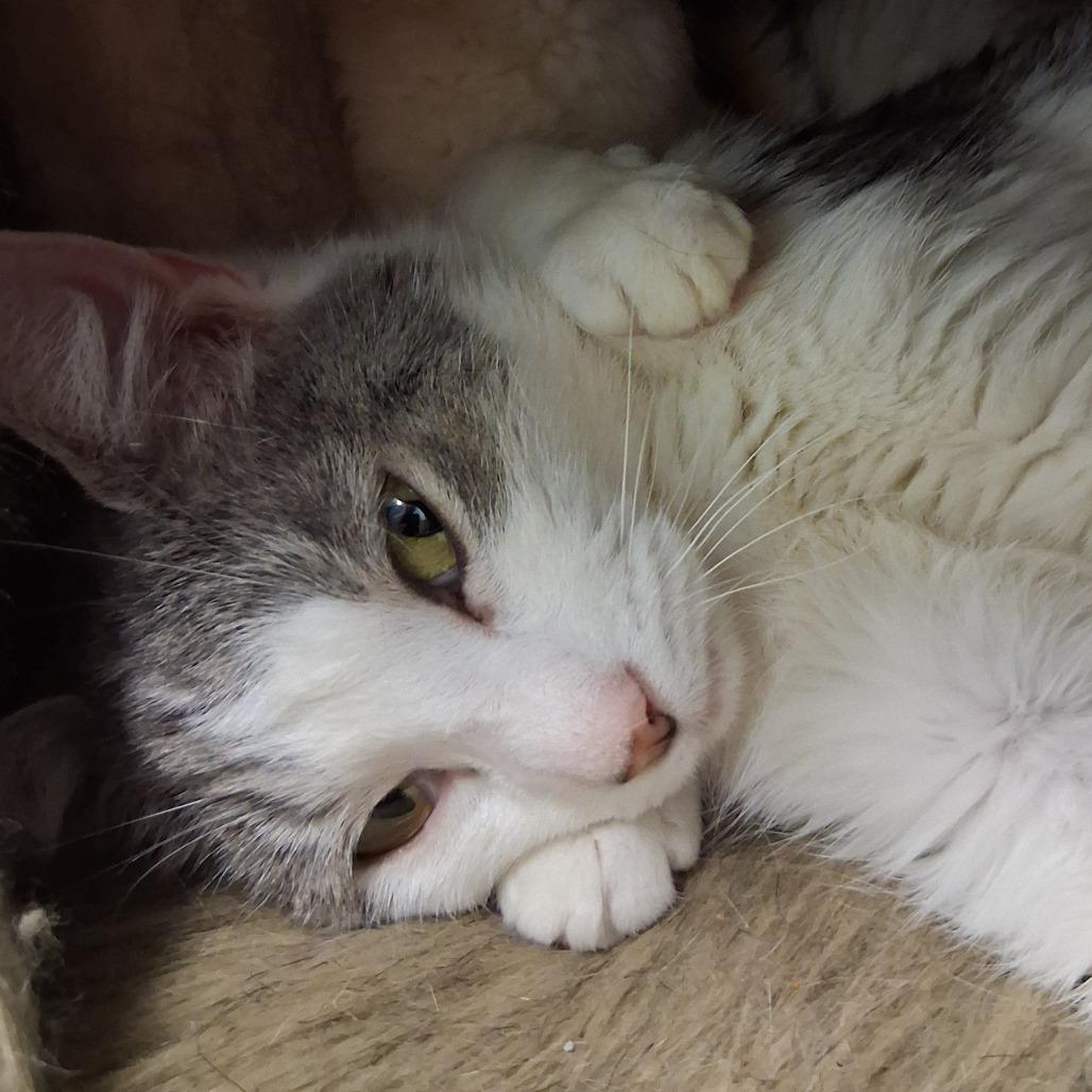 Zoey, a Adoptable Domestic Short Hair in Middlebury, VT image 4/6