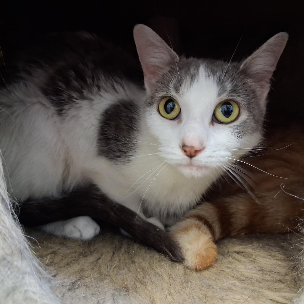 Zoey, a Adoptable Domestic Short Hair in Middlebury, VT image 5/6