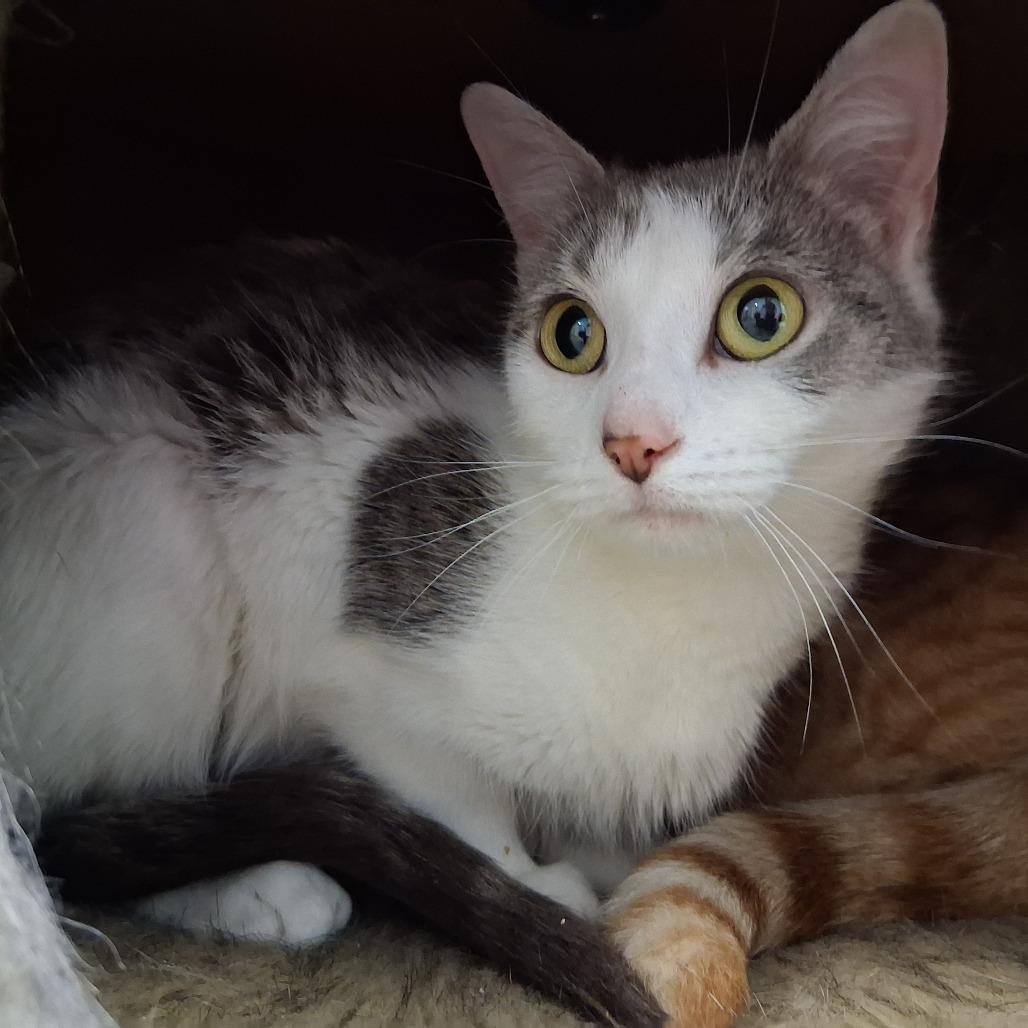 Zoey, a Adoptable Domestic Short Hair in Middlebury, VT image 6/6