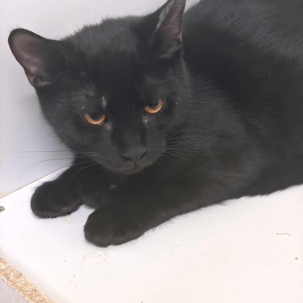 Chipmunk, Adoptable, Kitten Male Domestic Long Hair & Extra-Toes Cat / Hemingway Polydactyl.