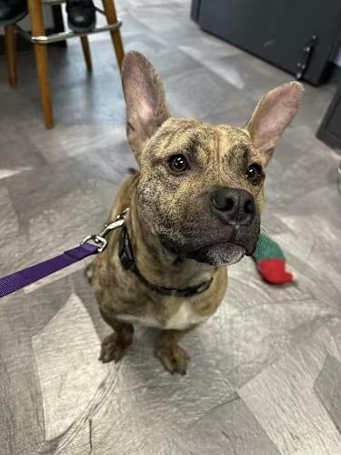 Scooter, Young Male French Bulldog