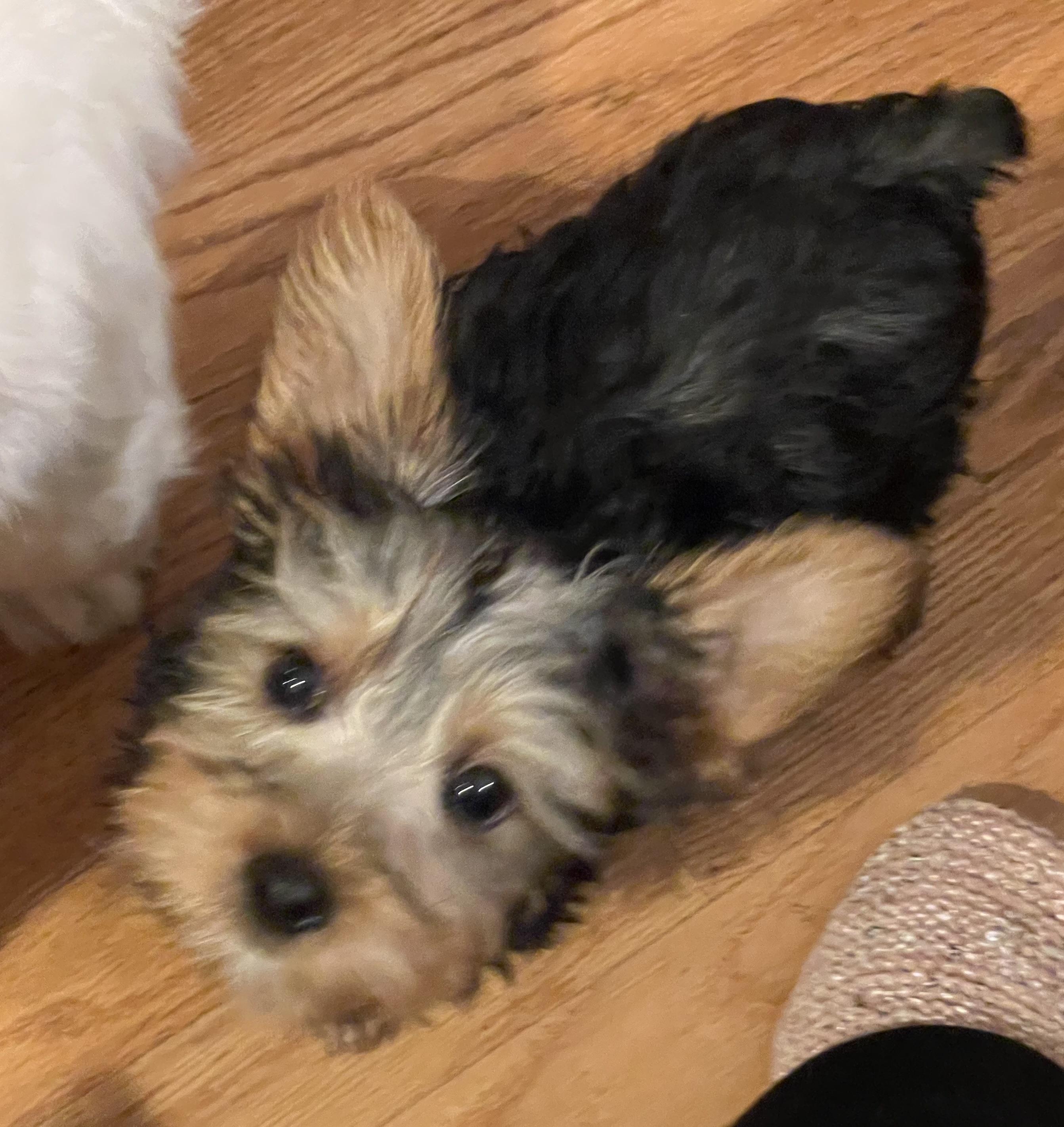 Enlarge Mustard, a ADOPTABLE Yorkshire Terrier in Overland Park, KS image 2/3