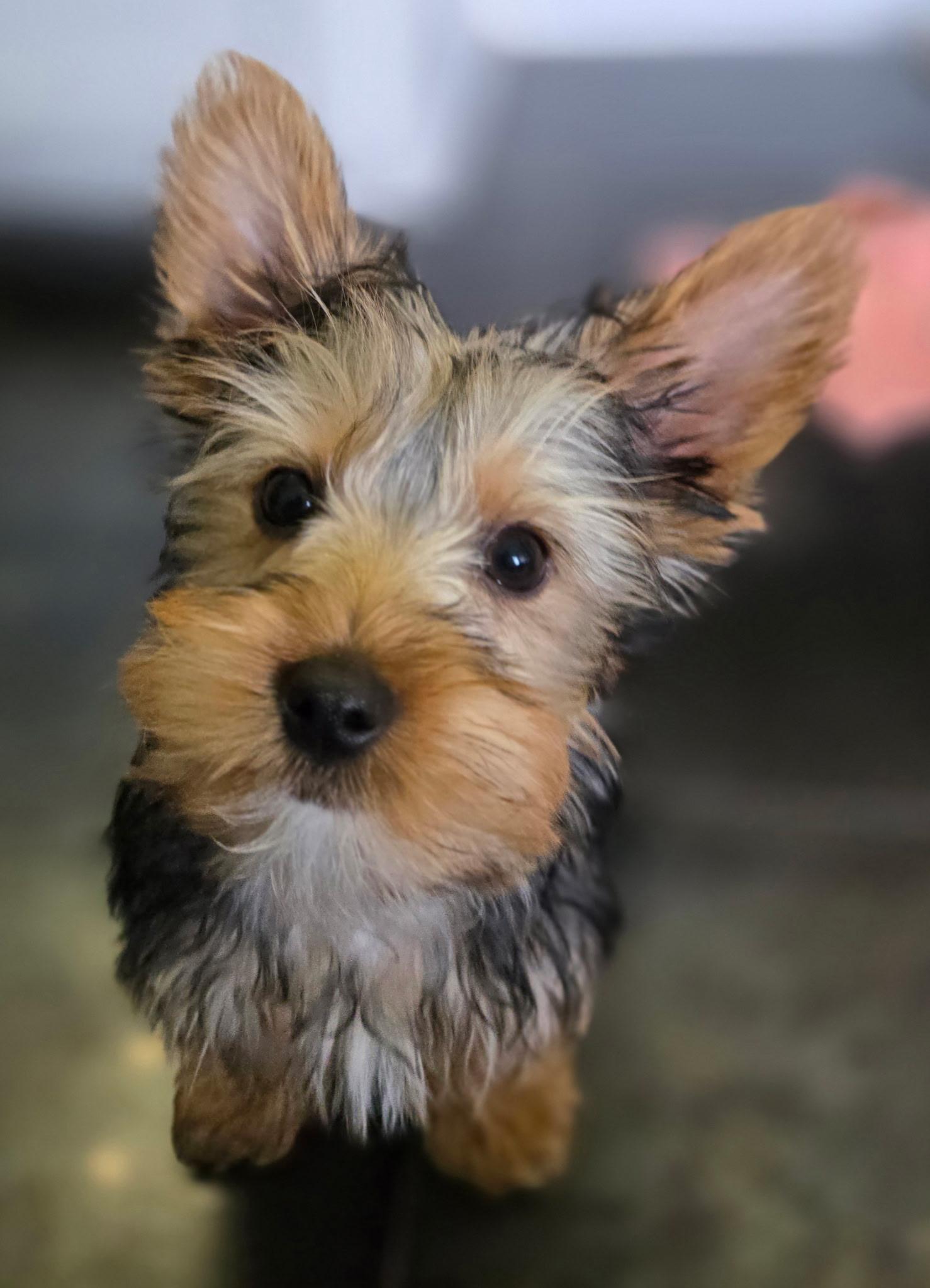 Enlarge Mustard, an adopted Yorkshire Terrier in Overland Park, KS image 5/5