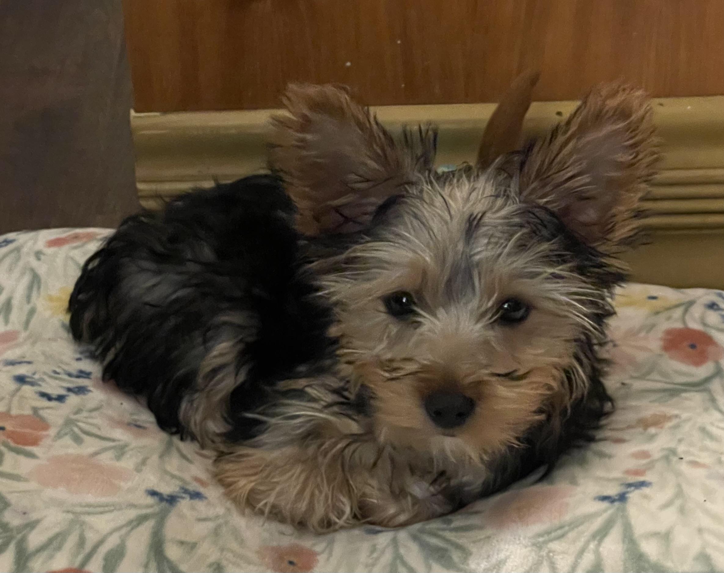 Enlarge Mustard, an adopted Yorkshire Terrier in Overland Park, KS image 1/5