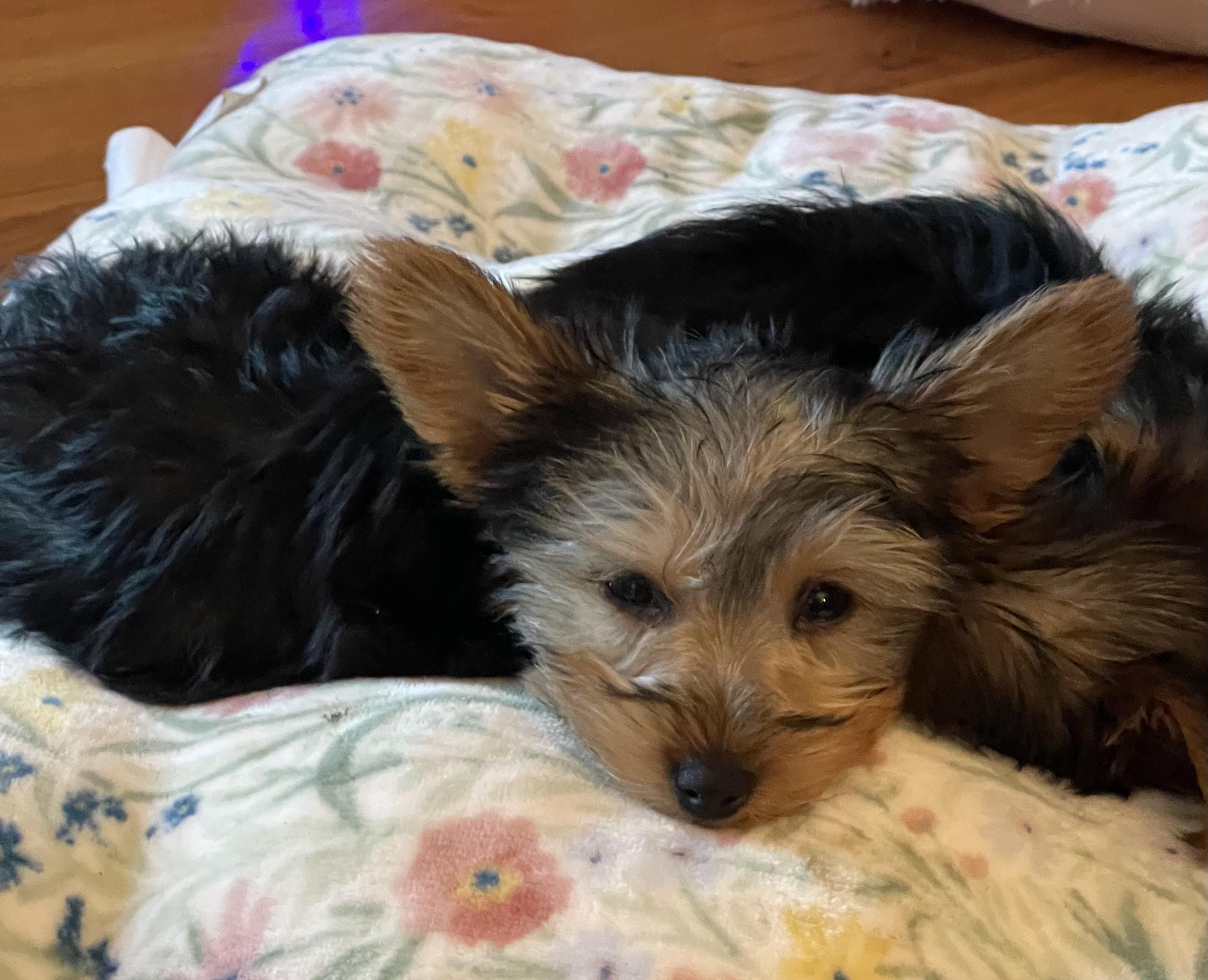 Enlarge Mustard, a ADOPTABLE Yorkshire Terrier in Overland Park, KS image 3/3