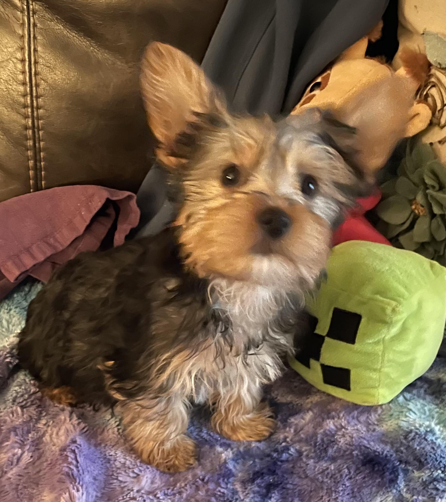 Mustard, ADOPTABLE, Puppy Male Yorkshire Terrier.