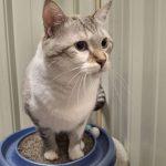 SMOKEY, a ADOPTABLE mixed breed in Ironwood, MI image 1/3