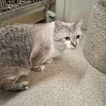 SMOKEY, a ADOPTABLE mixed breed in Ironwood, MI image 2/3