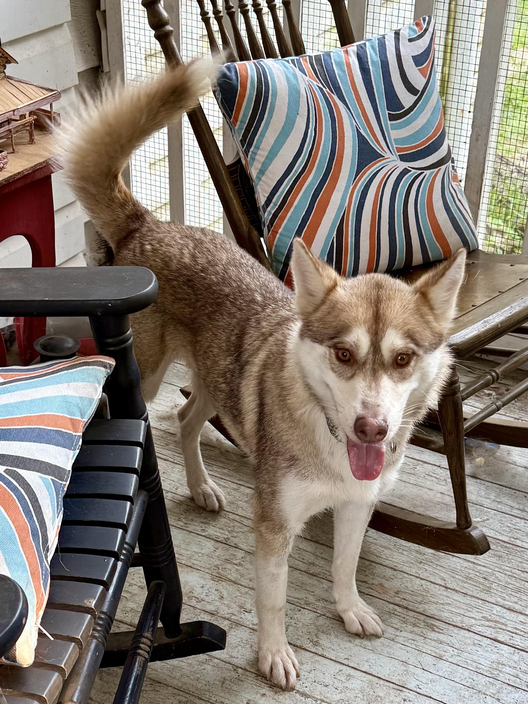 Enlarge Akira/Athena, an adopted Siberian Husky in Portage, IN image 4/6