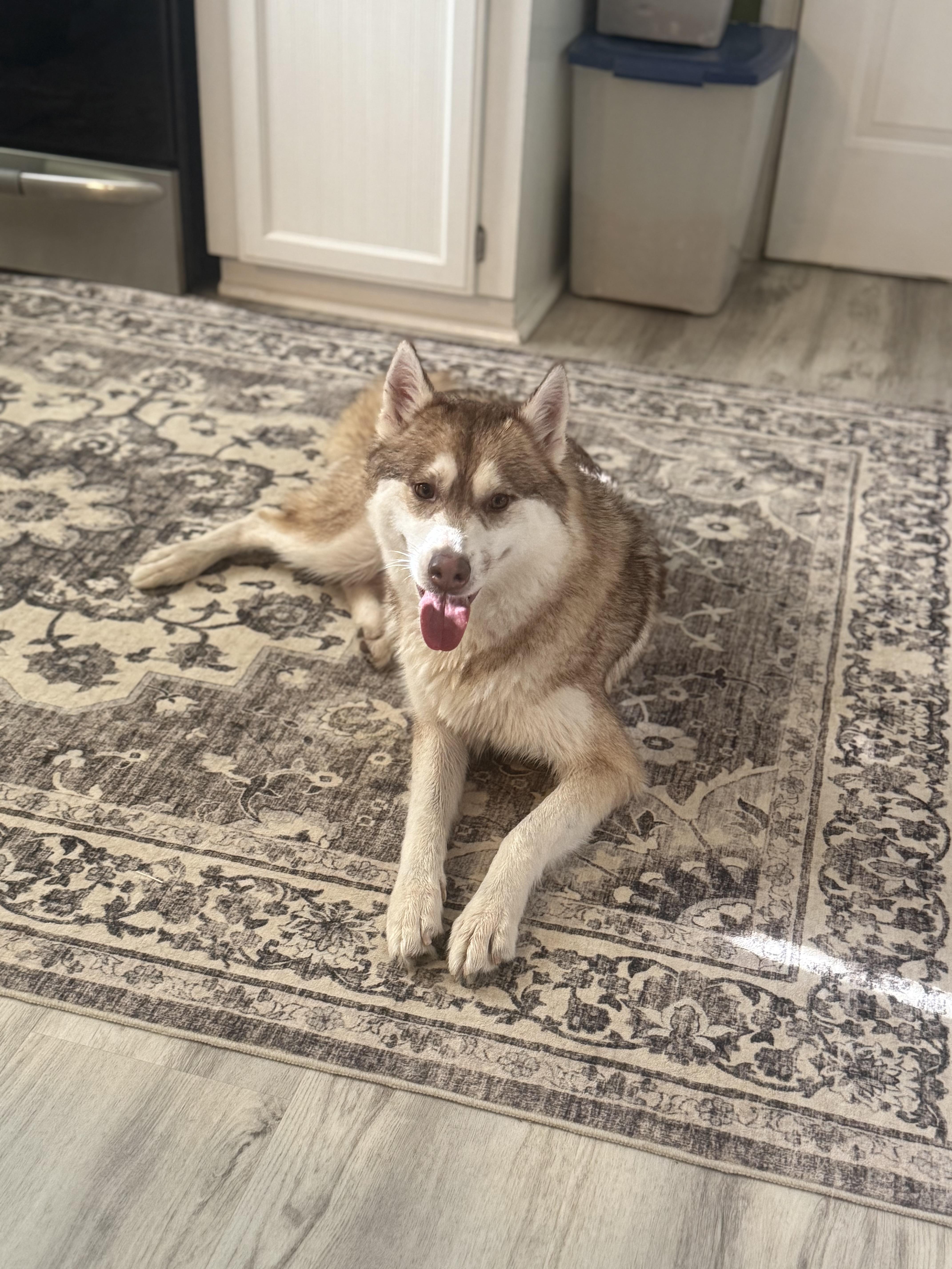 Enlarge Akira/Athena, an adopted Siberian Husky in Portage, IN image 1/6