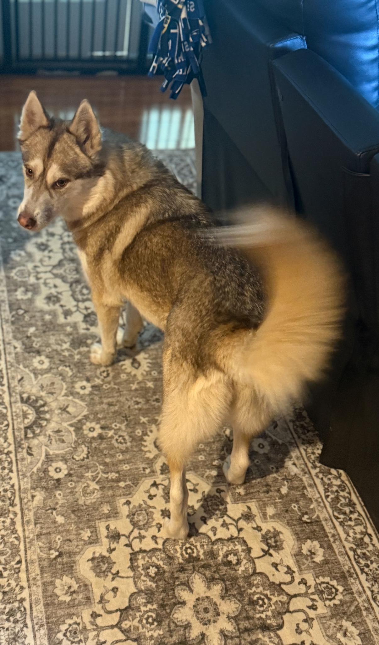 Enlarge Akira/Athena, an adopted Siberian Husky in Portage, IN image 2/6