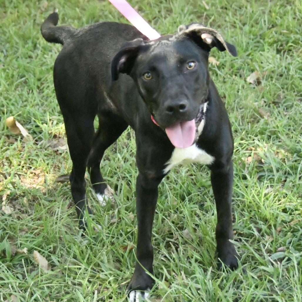 Soso, Adoptable, Young Female Terrier & Mixed Breed.