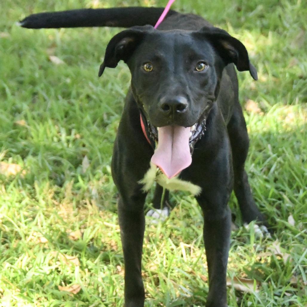 Enlarge Soso, a Adoptable mixed breed in Natchez, MS image 2/5