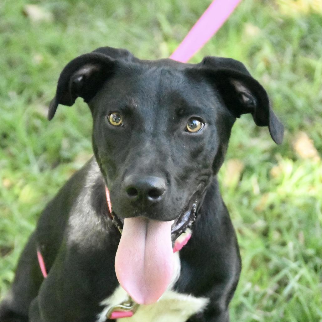Enlarge Soso, a Adoptable mixed breed in Natchez, MS image 3/5