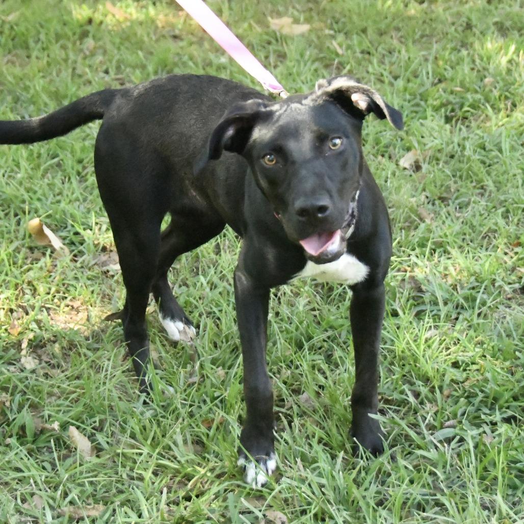 Enlarge Soso, a Adoptable mixed breed in Natchez, MS image 4/5