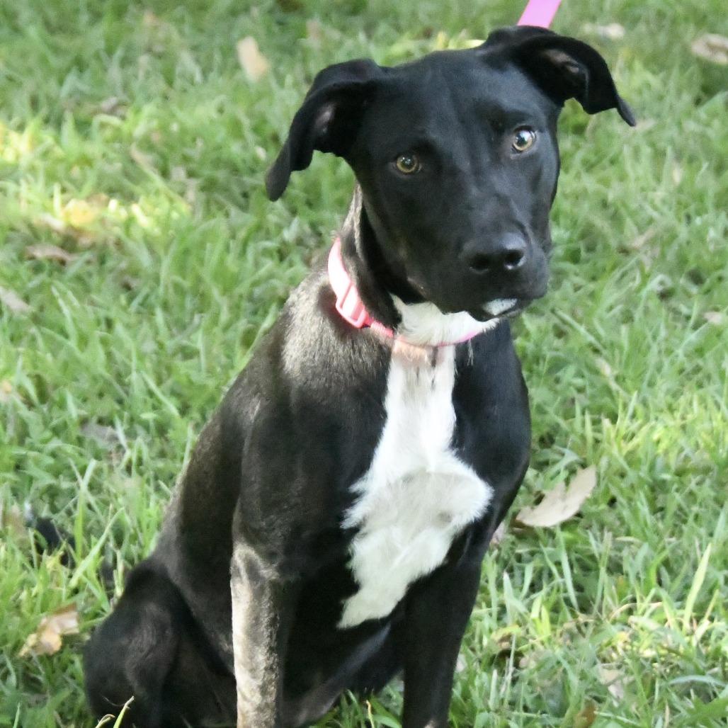 Enlarge Soso, a Adoptable mixed breed in Natchez, MS image 5/5