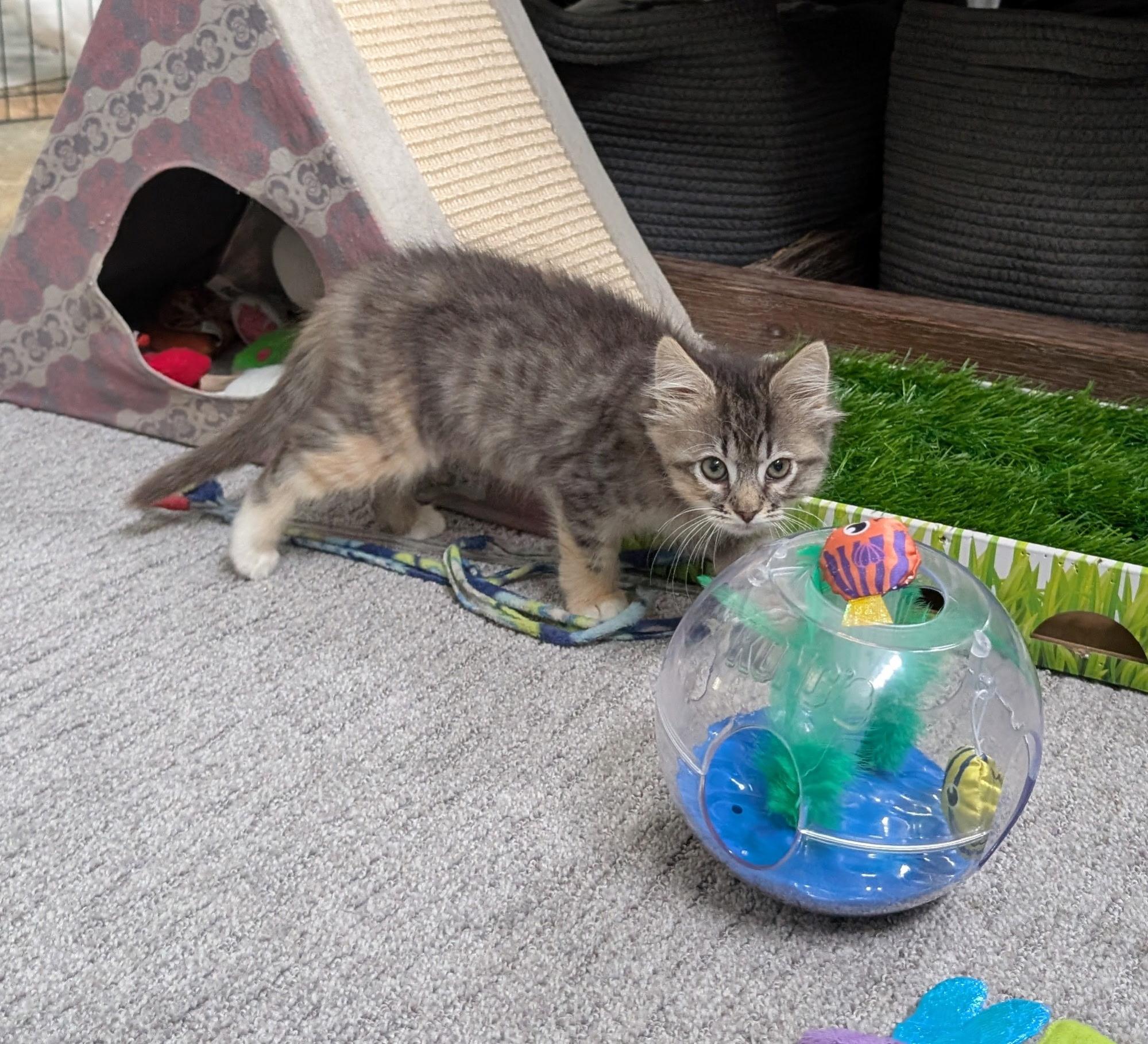 Fig, a Adoptable mixed breed in Santa Cruz, CA image 3/5