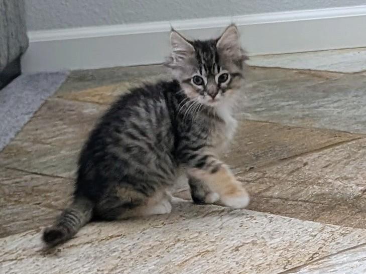 Fig, a Adoptable mixed breed in Santa Cruz, CA image 4/5