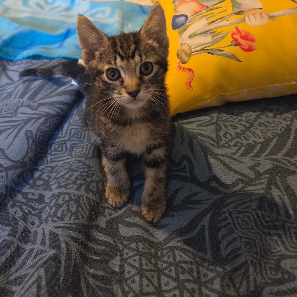 Primrose, Adoptable, Kitten Female Domestic Short Hair & Tabby.