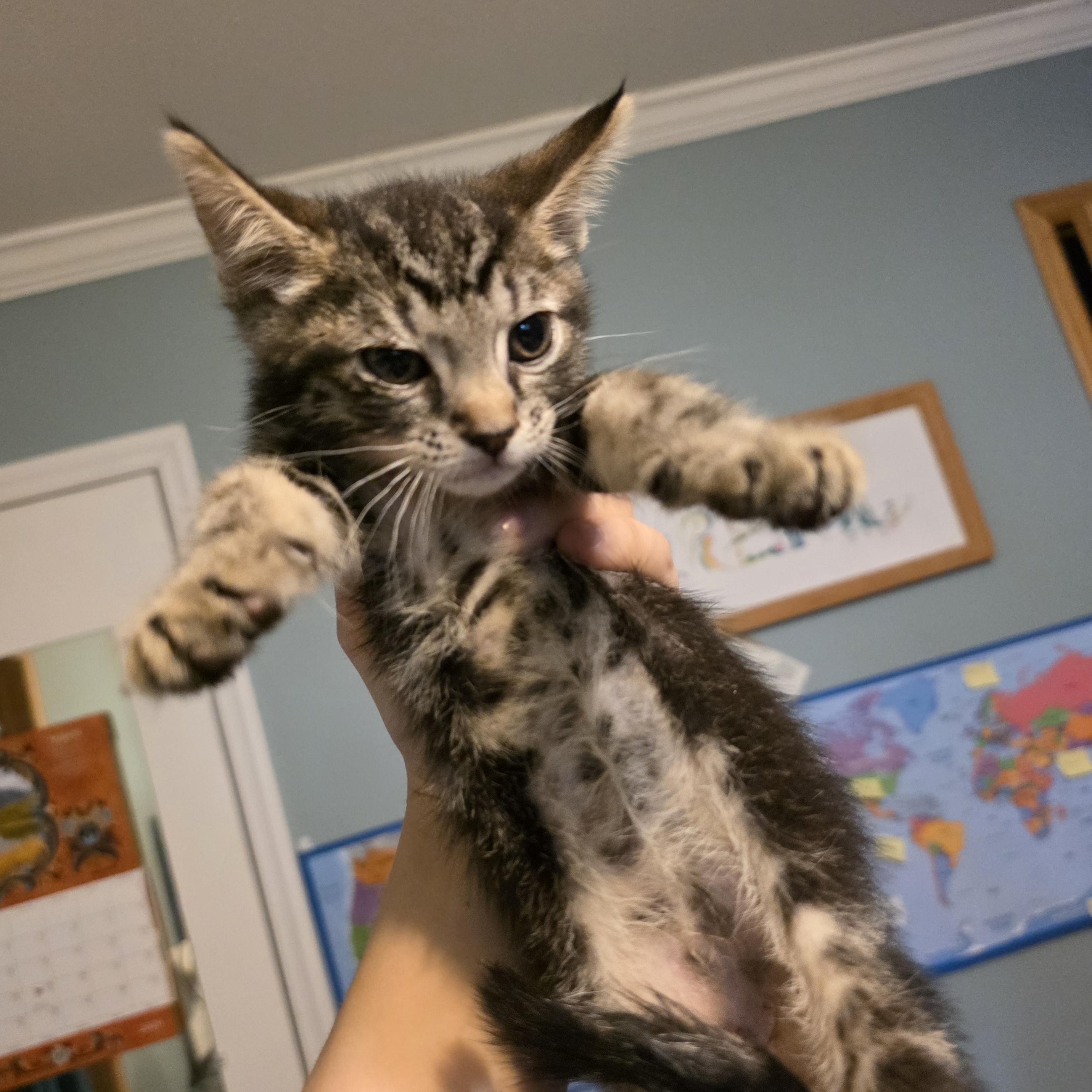 Primrose, a Adoptable mixed breed in Moriches, NY image 2/2