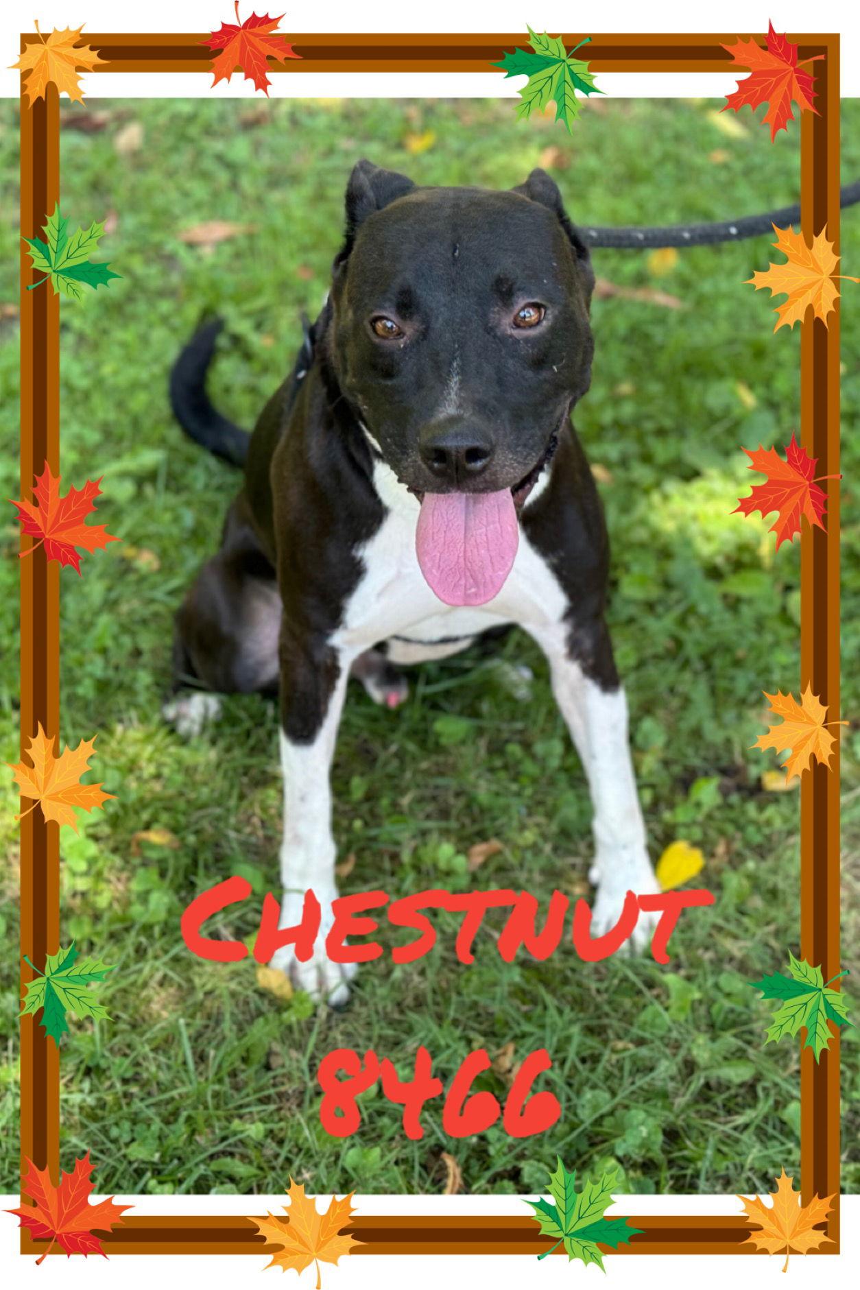 Enlarge Chestnut, a Adoptable Pit Bull Terrier in New Martinsville, WV image 2/3