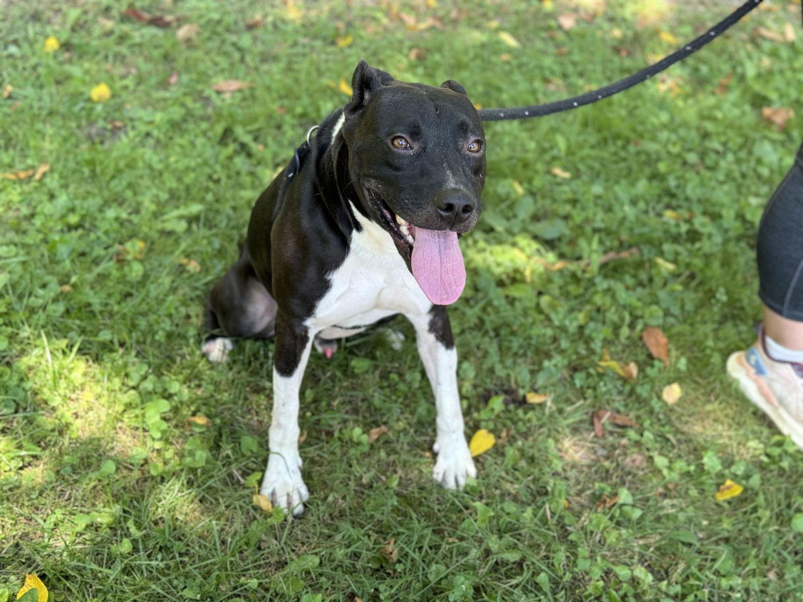 Enlarge Chestnut, a Adoptable Pit Bull Terrier in New Martinsville, WV image 3/3