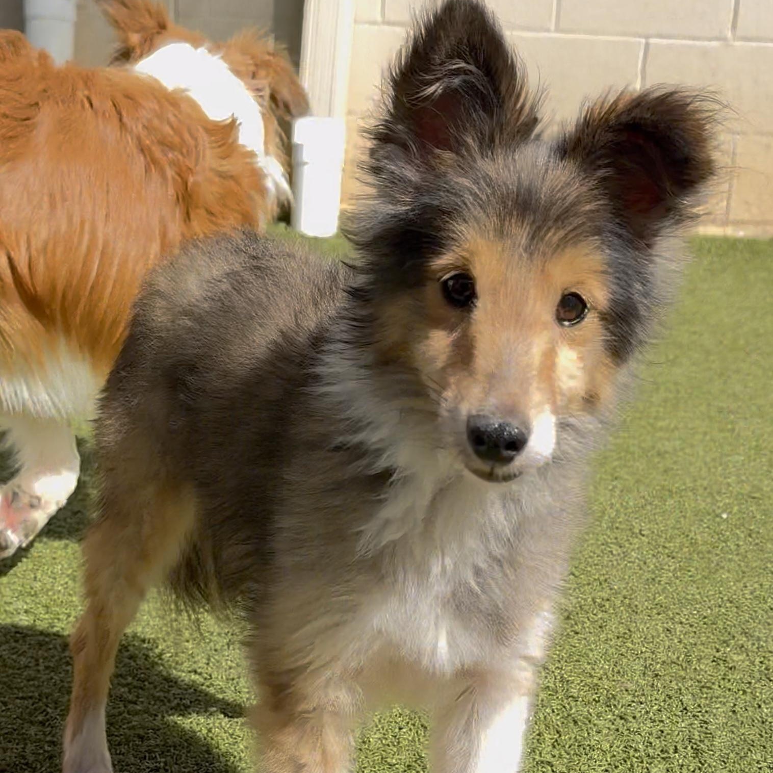 Bugatti (AKA Bug), Adoptable, Adult Male Shetland Sheepdog / Sheltie.