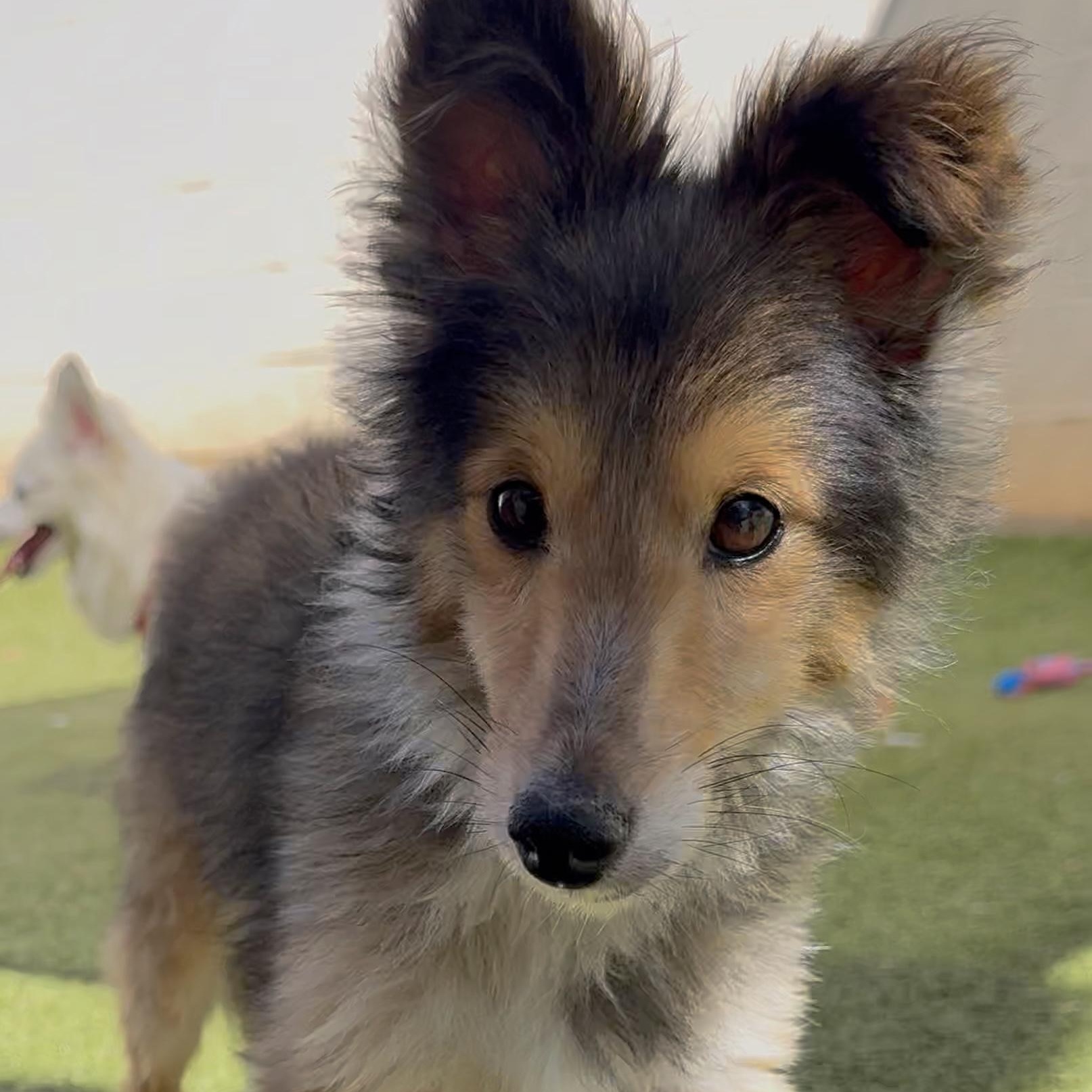 Bugatti (AKA Bug), a Adoptable Shetland Sheepdog / Sheltie in Charlotte, NC image 2/2