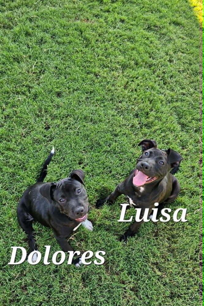 Luisa (Encanto Crew), Adoptable, Puppy Female Labrador Retriever & Pit Bull Terrier.