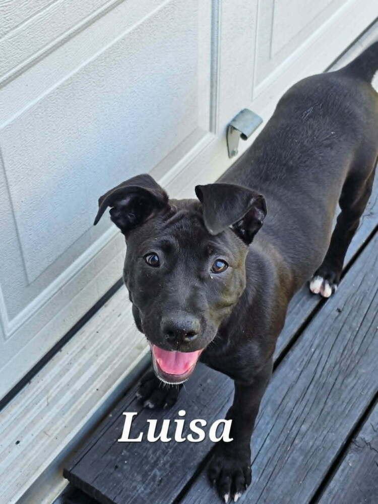 Enlarge Luisa (Encanto Crew), a Adoptable mixed breed in Gillsville, GA image 2/6
