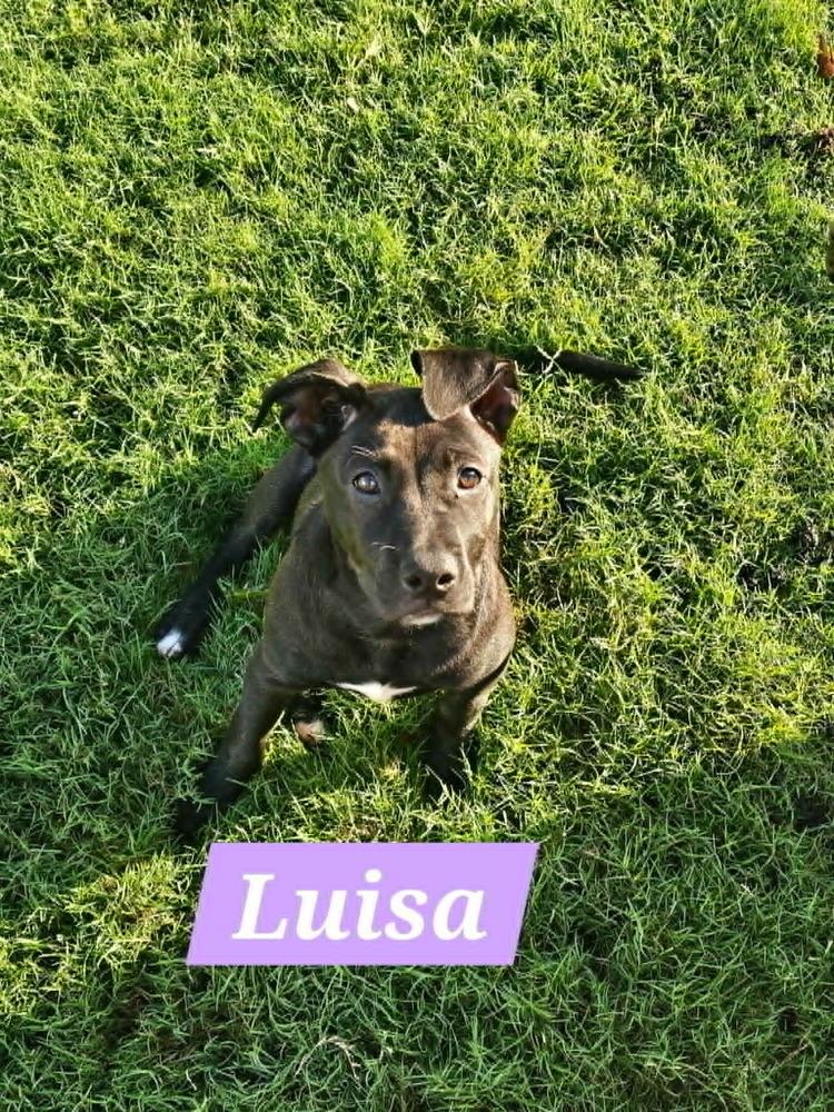 Enlarge Luisa (Encanto Crew), a Adoptable mixed breed in Gillsville, GA image 3/6