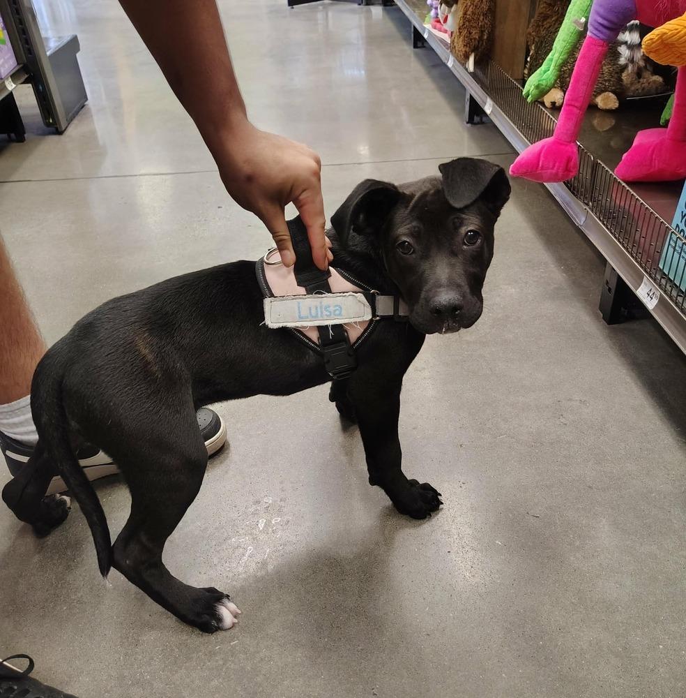 Enlarge Luisa (Encanto Crew), a Adoptable mixed breed in Gillsville, GA image 4/6