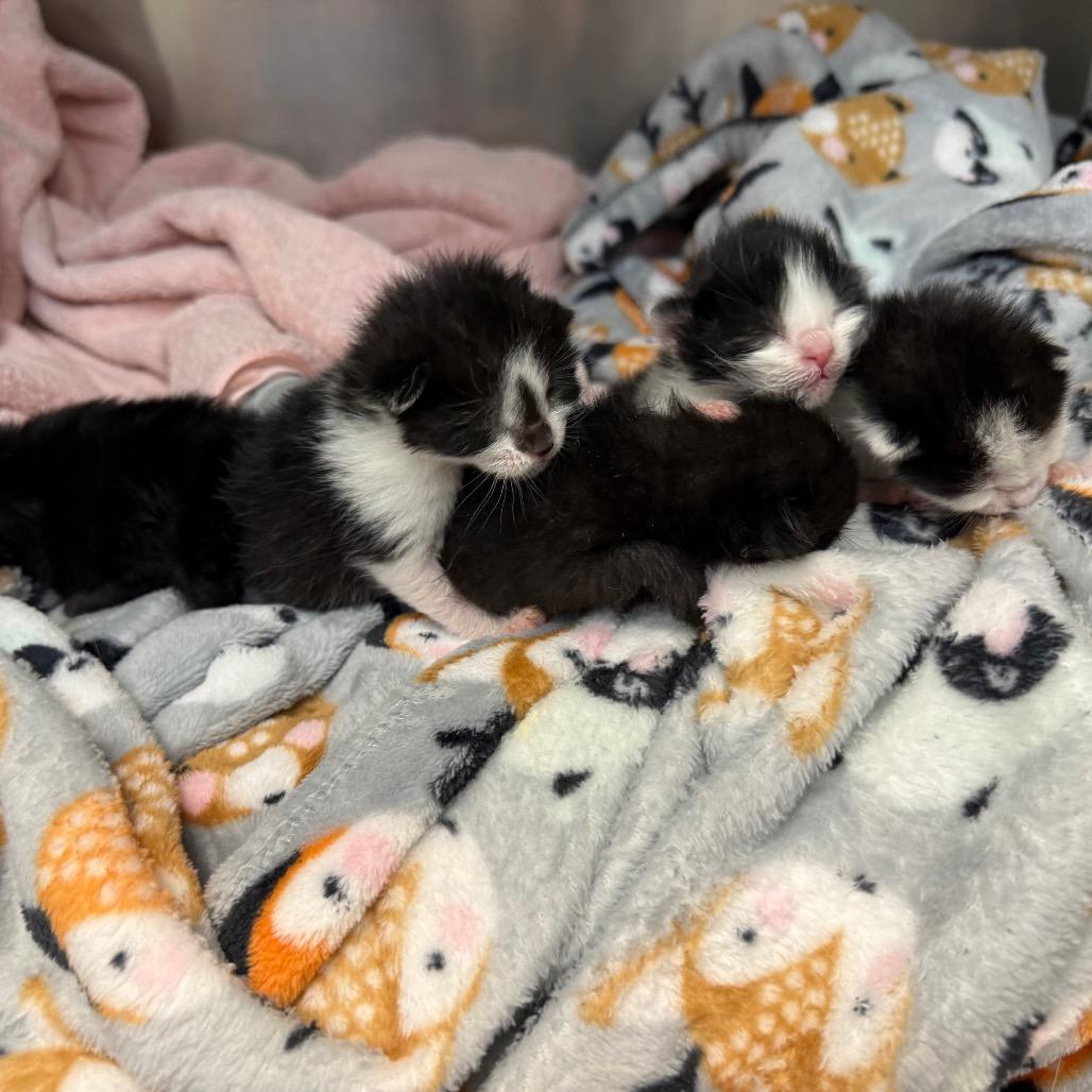 Pebble, Adoptable, Kitten Female Domestic Short Hair.