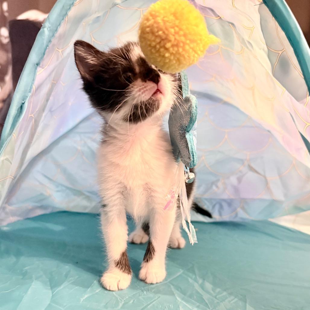 Enlarge Pebble, a Adoptable Domestic Short Hair in Tulsa, OK image 2/6