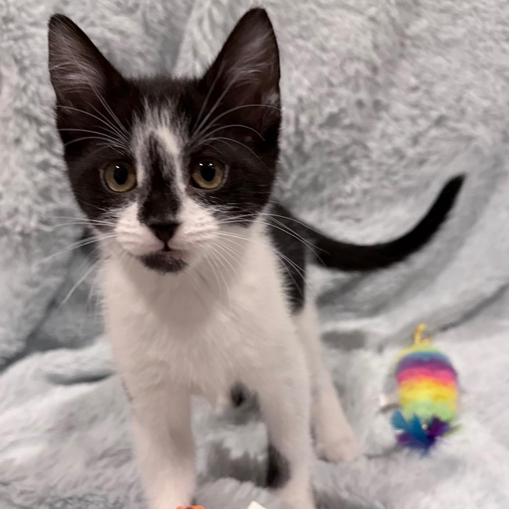 Enlarge Pebble, a Adoptable Domestic Short Hair in Tulsa, OK image 3/6