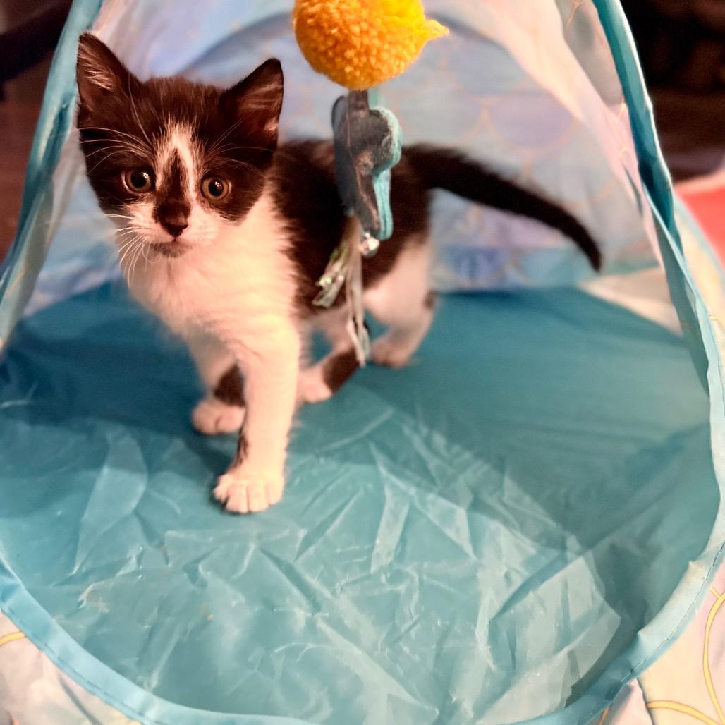 Enlarge Pebble, a Adoptable Domestic Short Hair in Tulsa, OK image 5/6