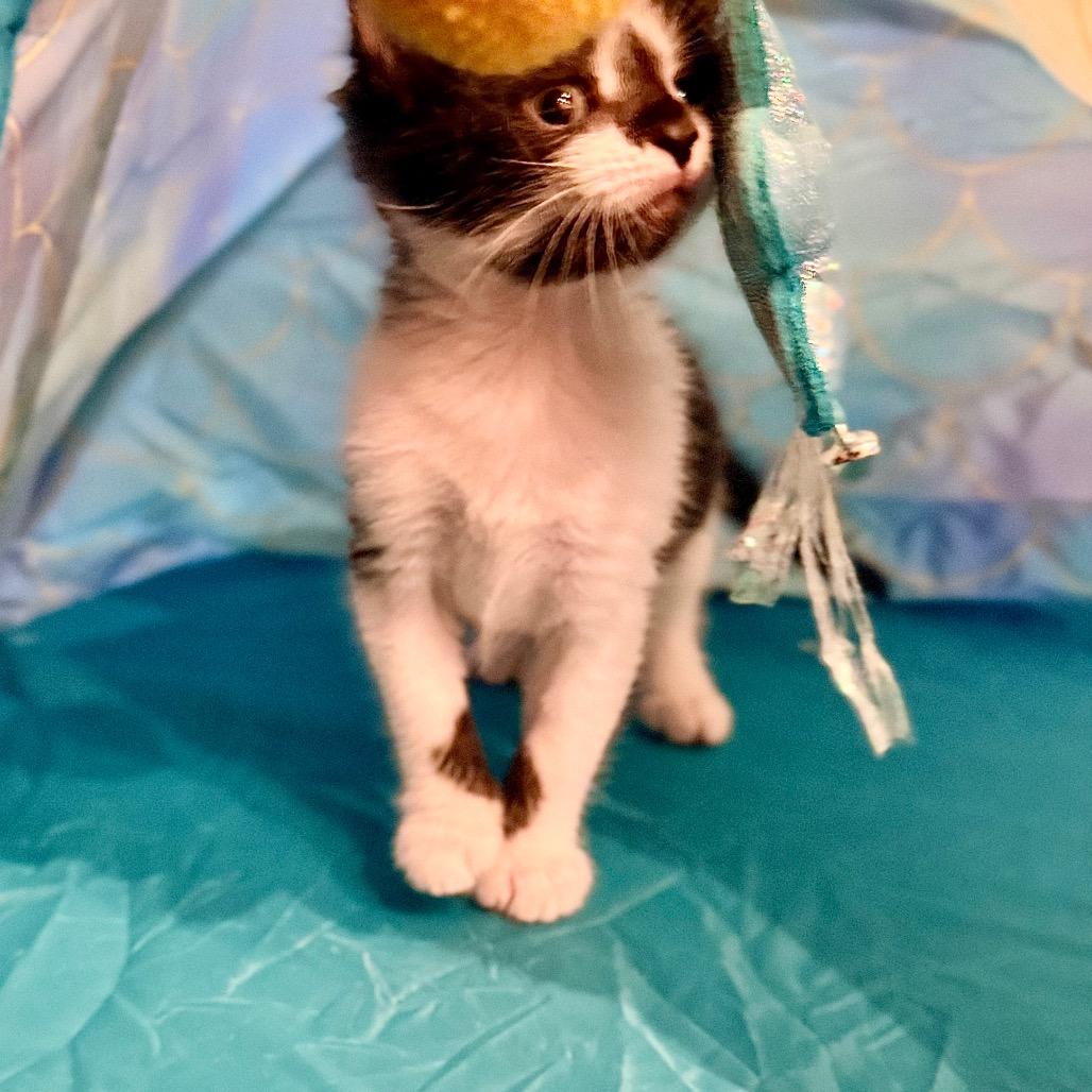 Enlarge Pebble, a Adoptable Domestic Short Hair in Tulsa, OK image 6/6