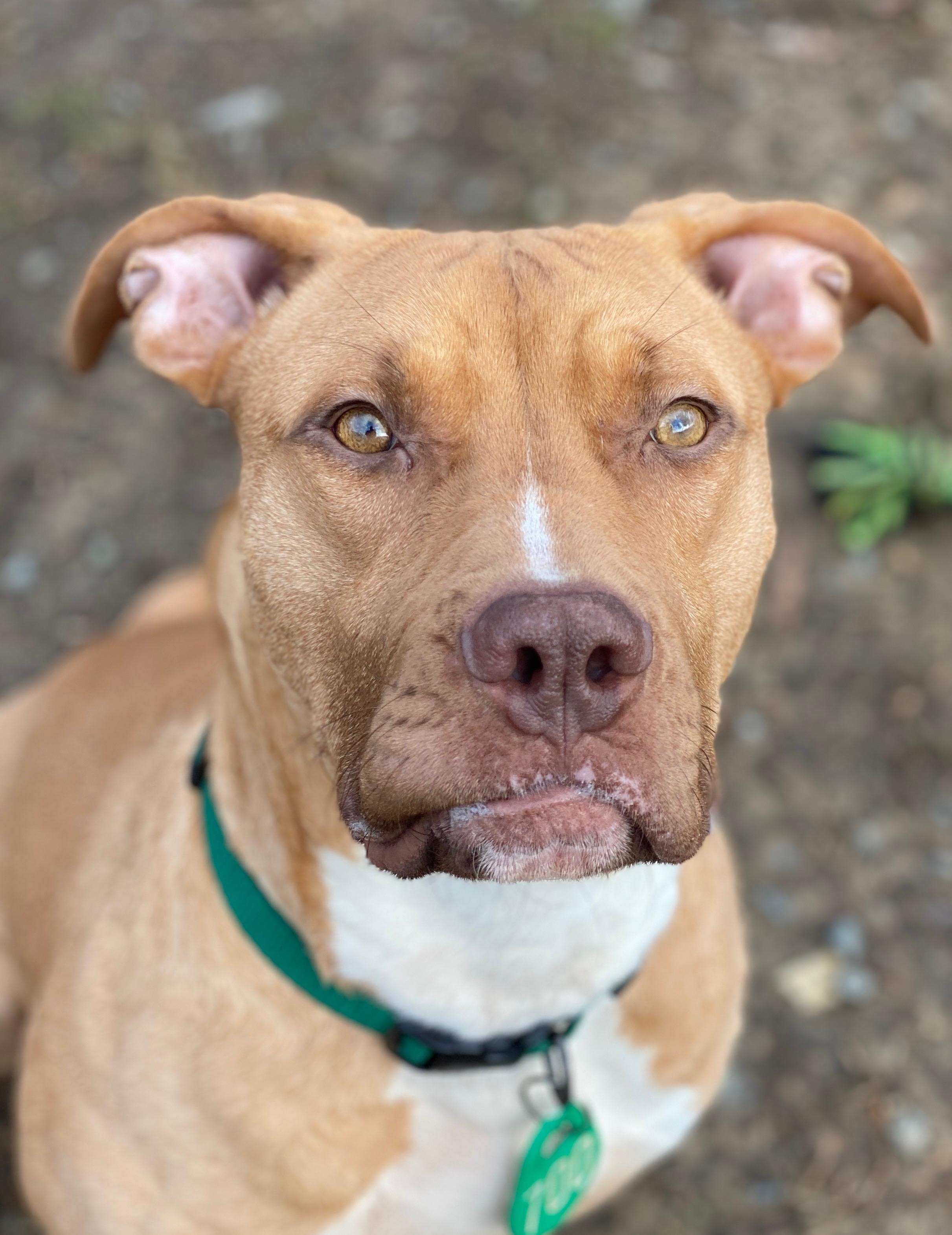 Knight (ID 44866/671), adoptable, Adult Male Pit Bull Terrier.