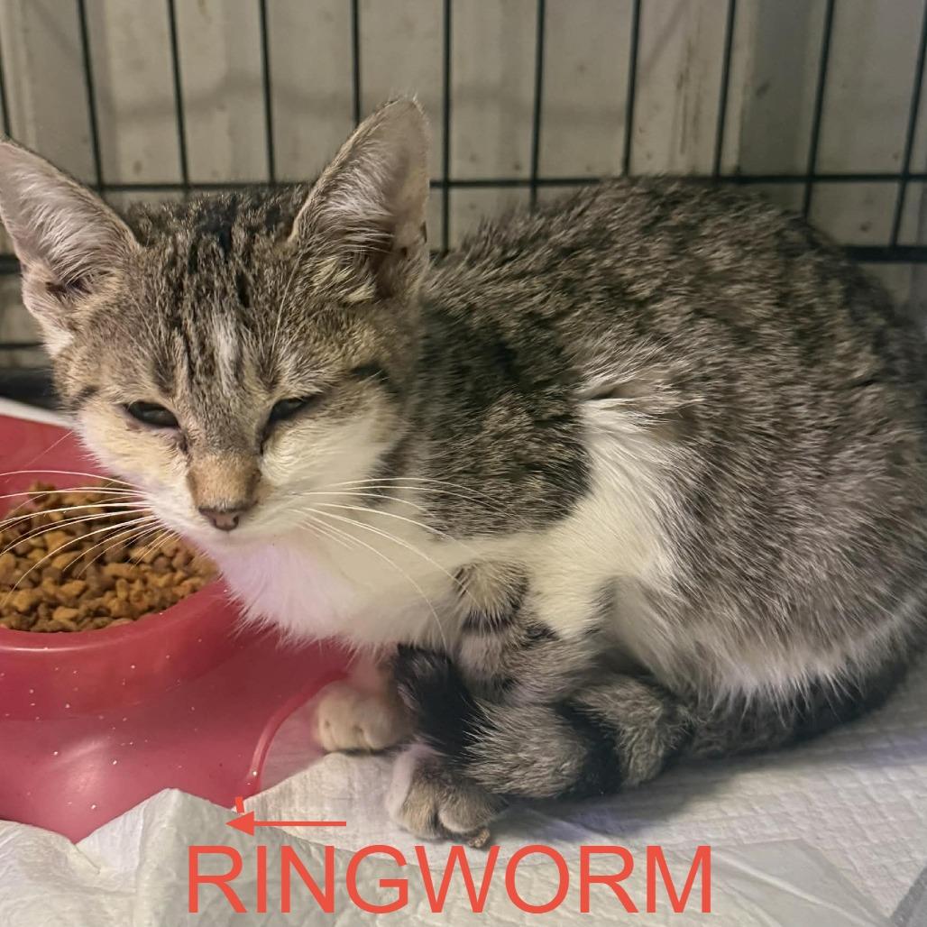 Crixus, a Adoptable Domestic Short Hair in Stephenville, TX image 1/3