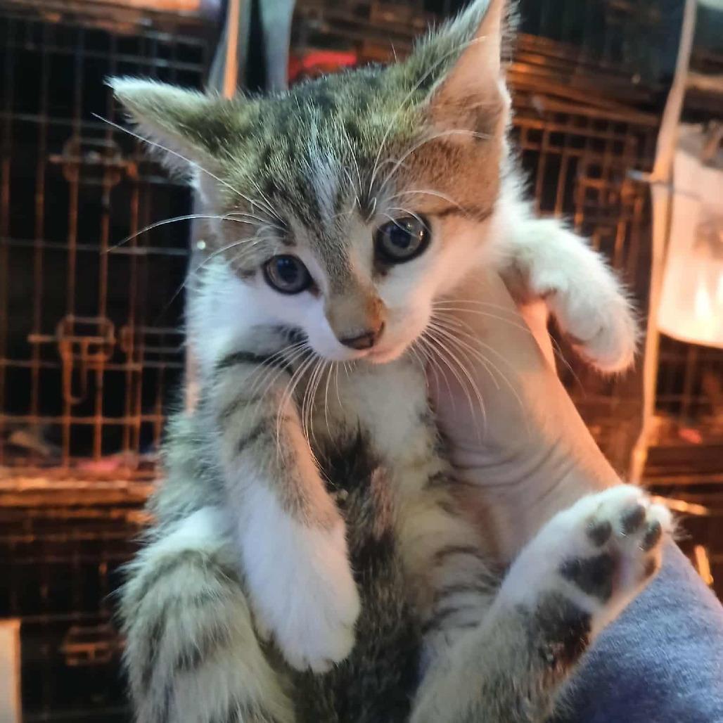 Crixus, a Adoptable Domestic Short Hair in Stephenville, TX image 2/3