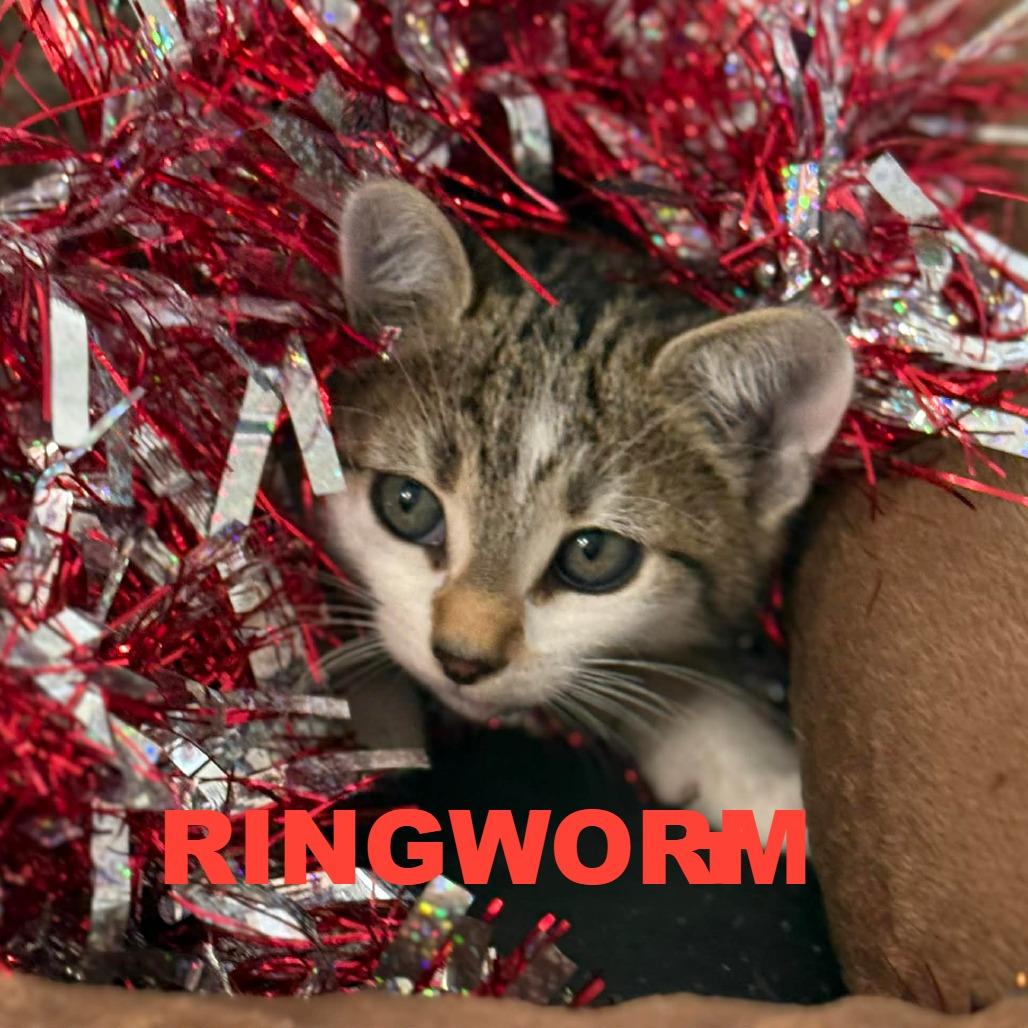 Crixus, a Adoptable Domestic Short Hair in Stephenville, TX image 3/3