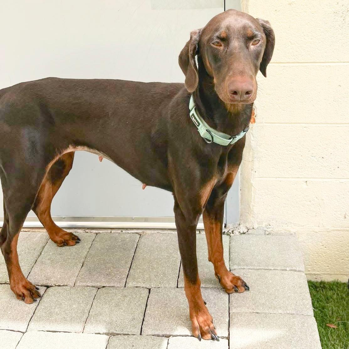 Regina 3591, Adoptable, Young Male Doberman Pinscher.