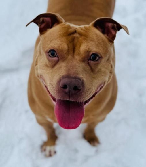 Enlarge Montana (3.5 years old), a ADOPTABLE mixed breed in Albany, NY image 1/1