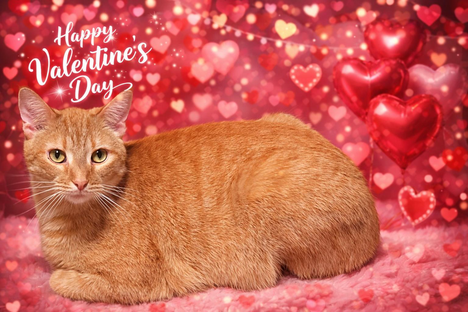 Enlarge Cheddar, a Adoptable mixed breed in Lacon, IL image 1/6